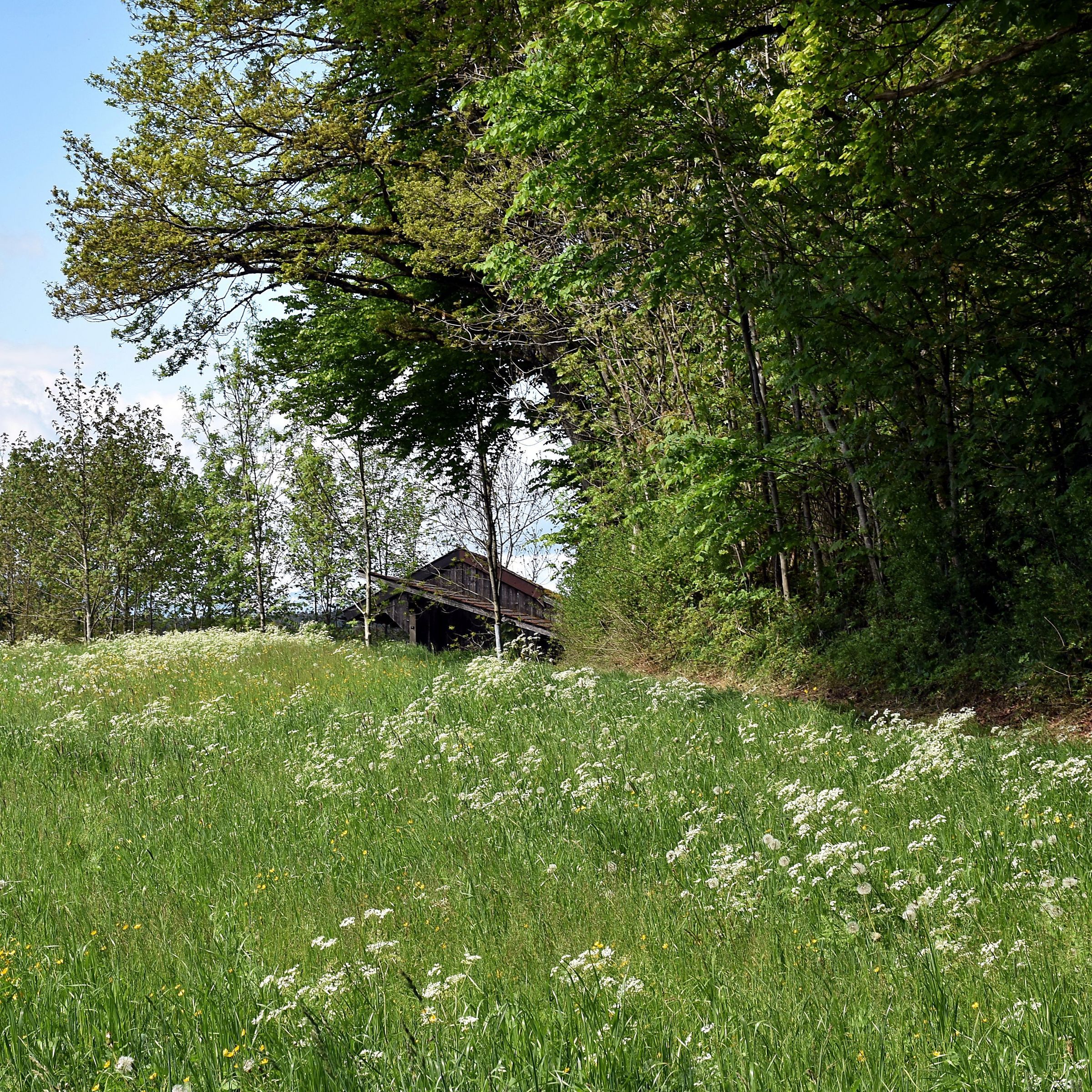 Waldrand an Fettwiese