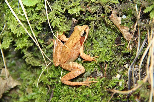 Grasfrosch