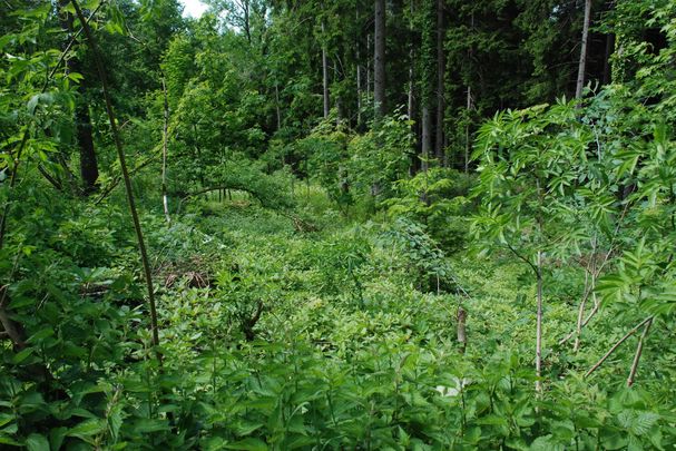 Überdüngter Wald