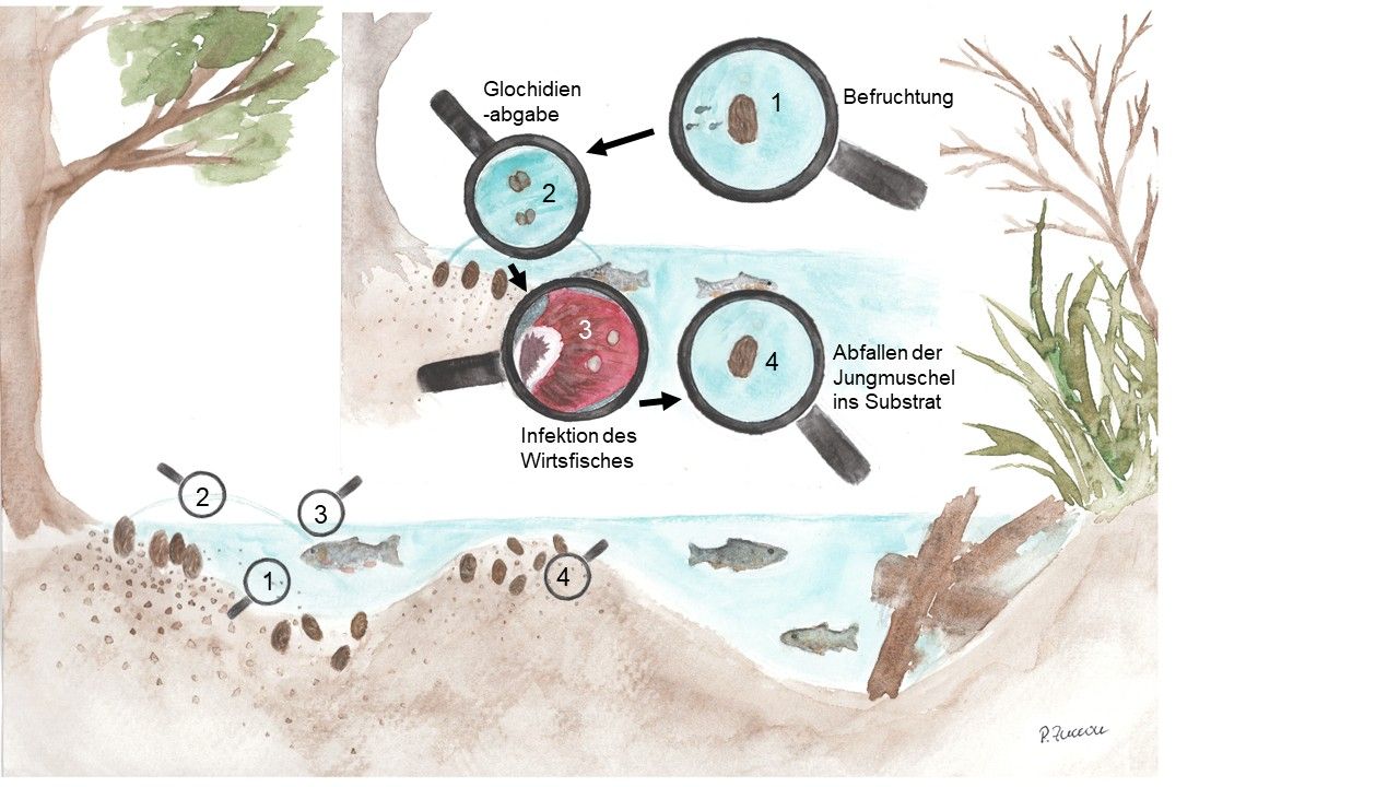 Zeichnung vom Lebenszyklus der Bachmuschel