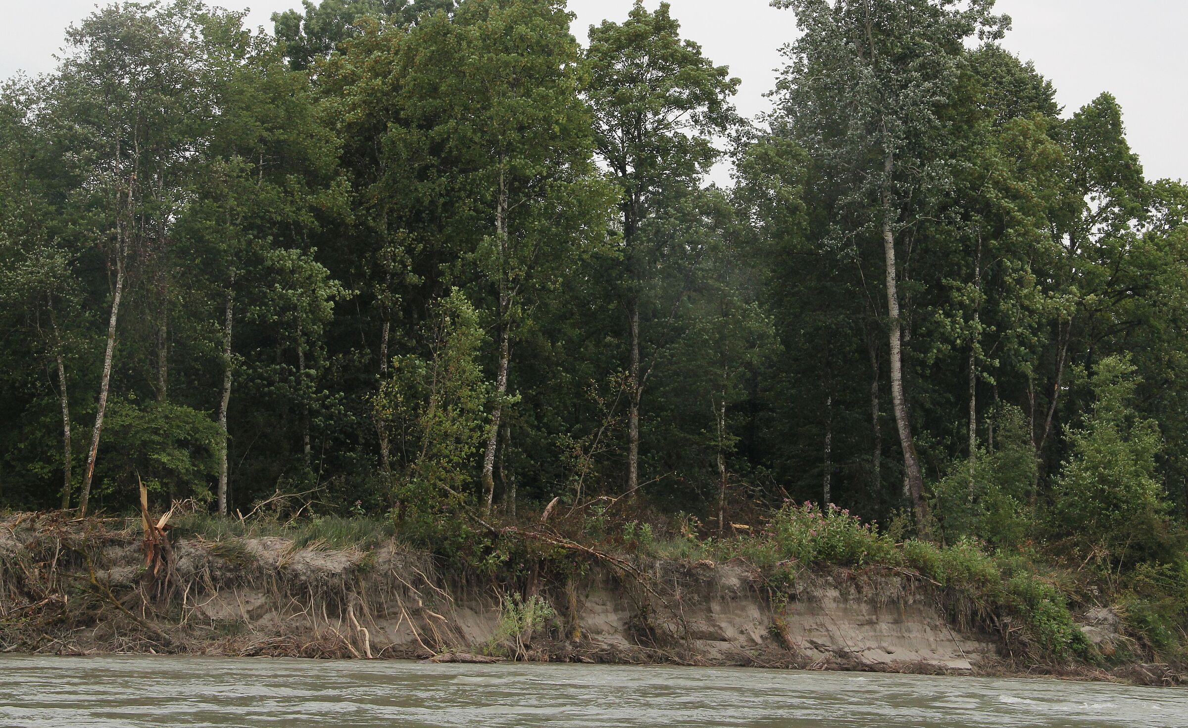 Abbrechende Ufer an der Salzach