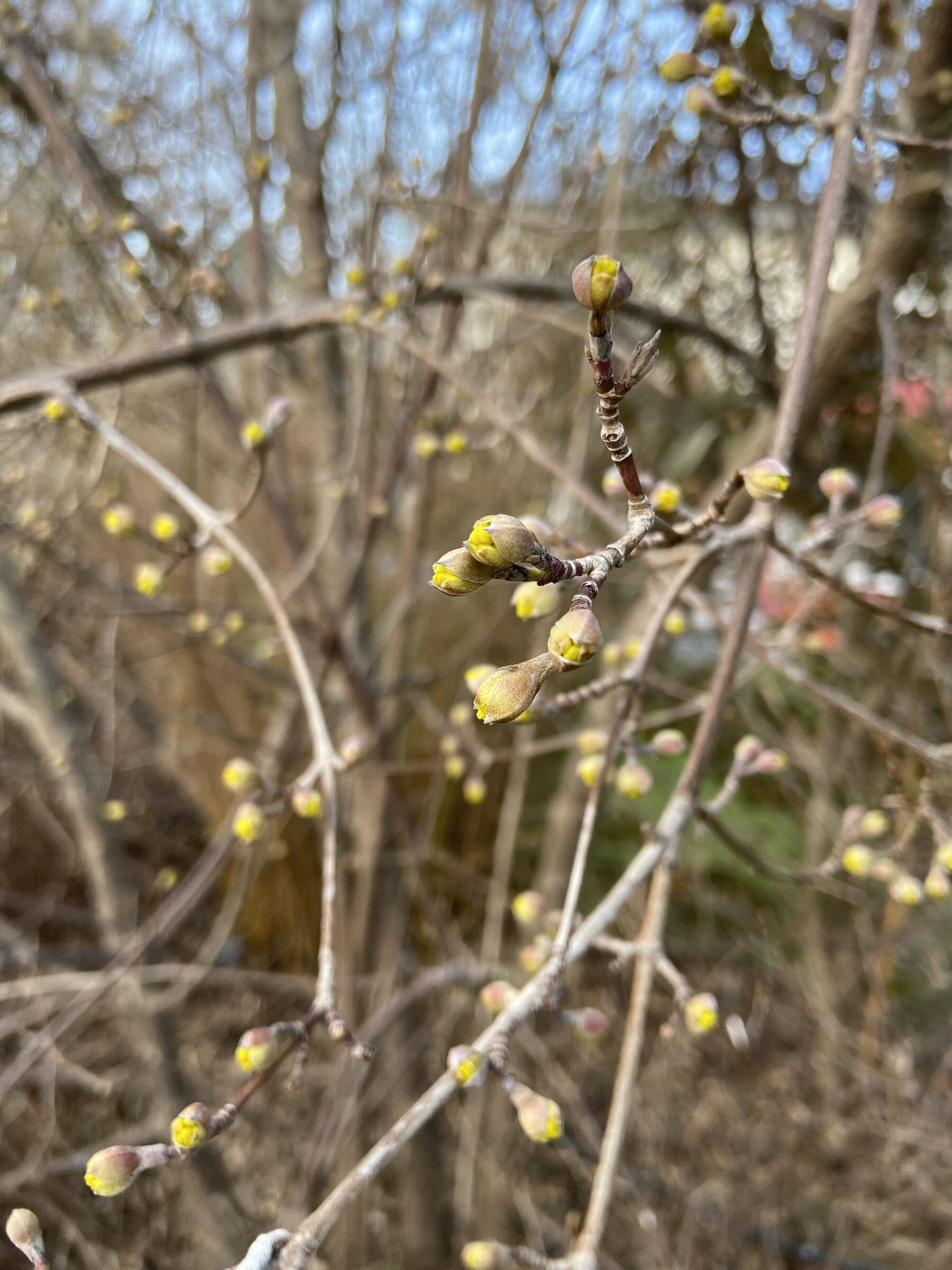 Beginnende Blüte Kornelkirsche