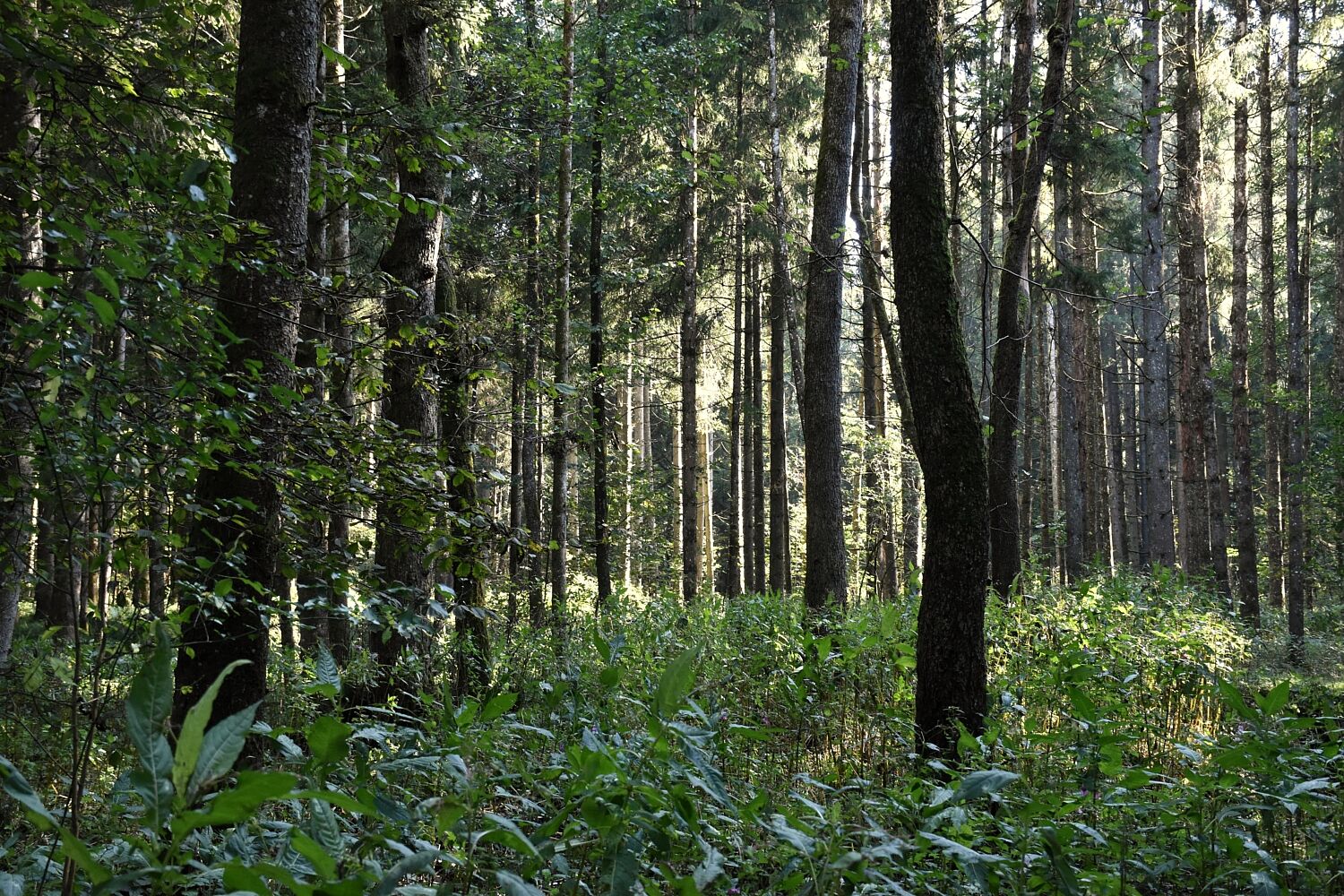 Wald mit typischen Unterbewuchs bei der Exkursion in die Randlagg