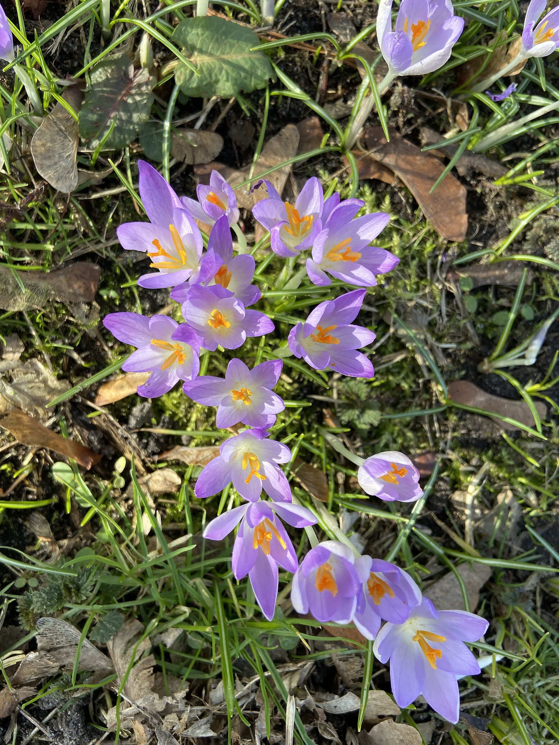 lila Krokus-Blüten