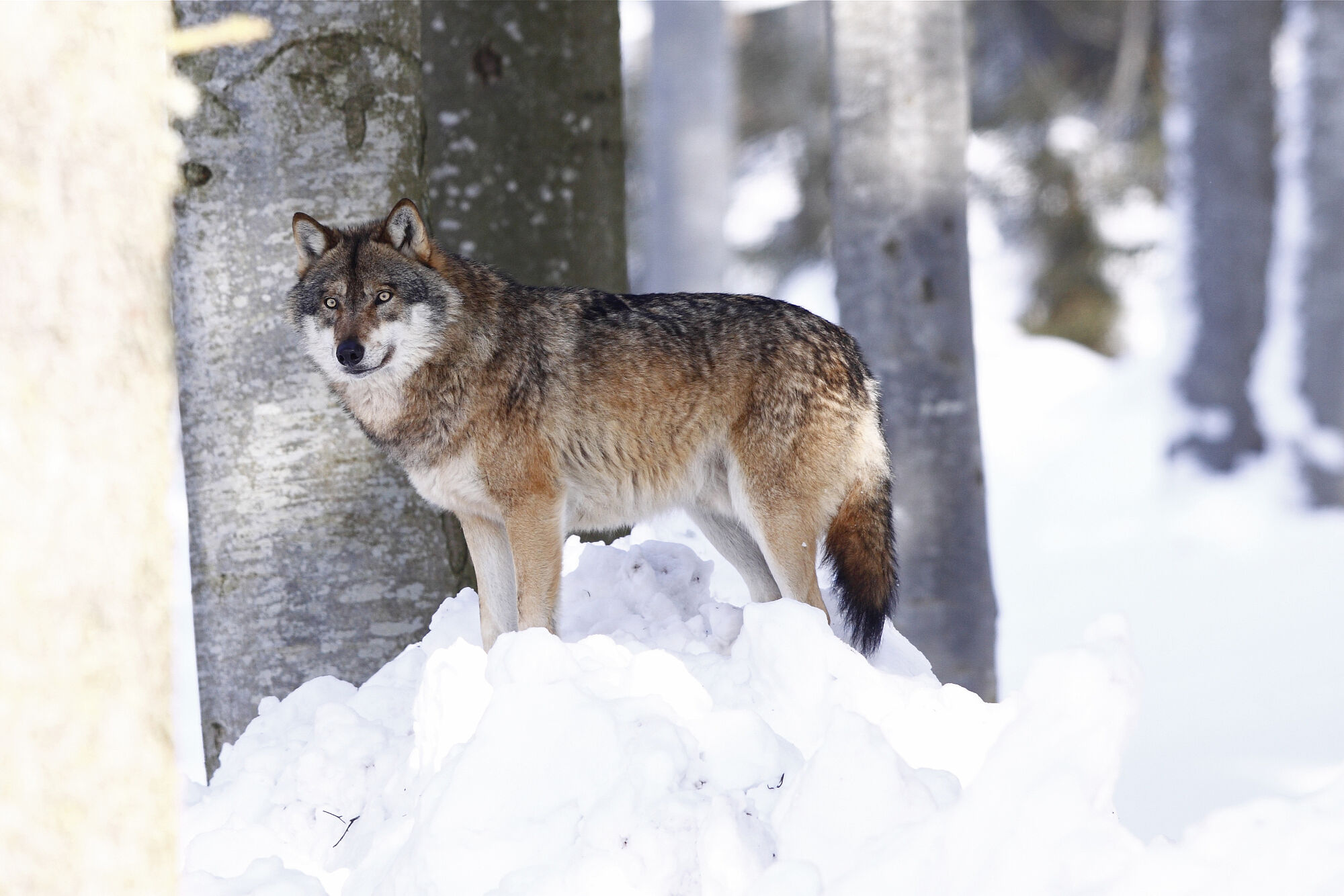 Wolf im Schnee