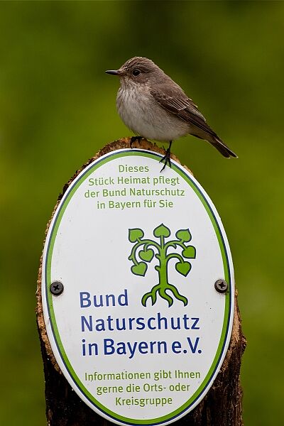 Ein Vogel sitzt auf einem Pfosten, auf dem ein BUND Naturschutz Logo angebracht ist