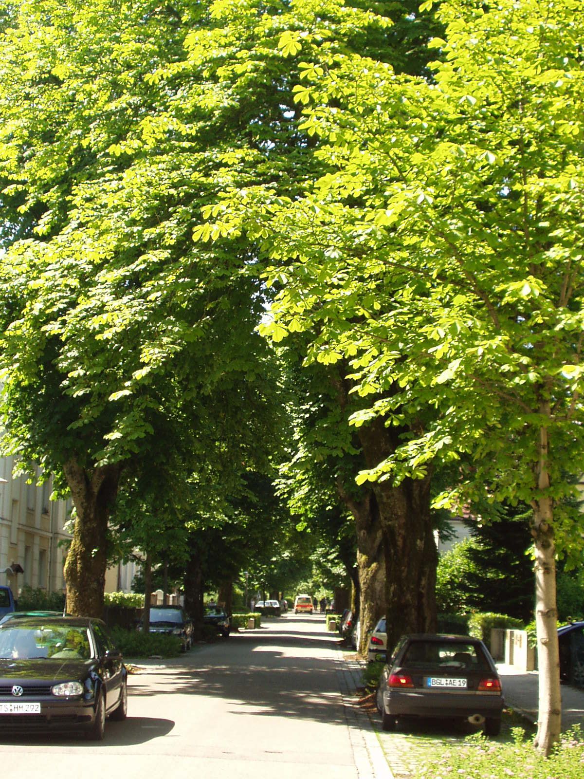 Foto: B. Rutkowski - Allee in Traunstein Leonrodstraße Allee in Traunstein Leonrodstraße