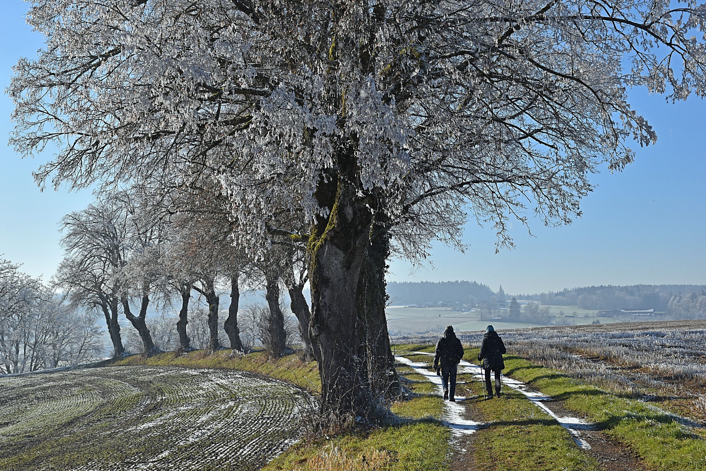 Foto: C. Rutkowski - Allee bei Gessenberg Allee bei Gessenberg