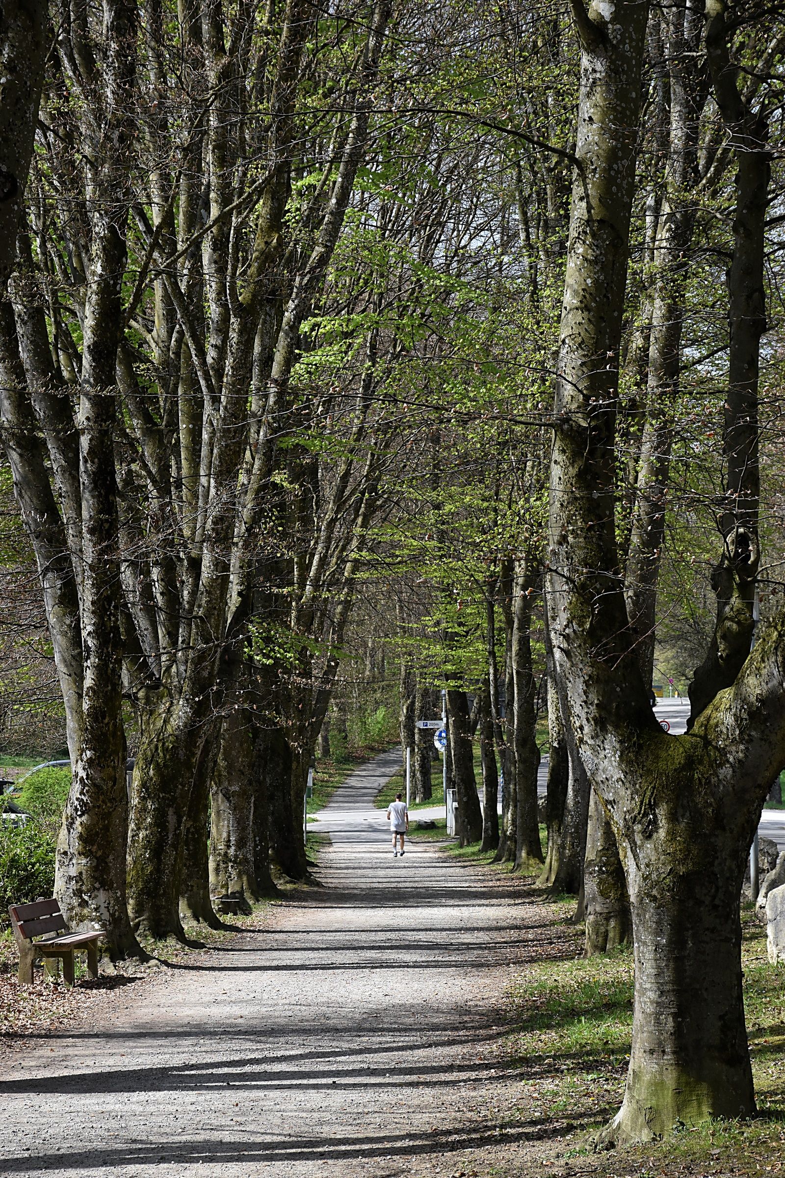 Allee bei Waging