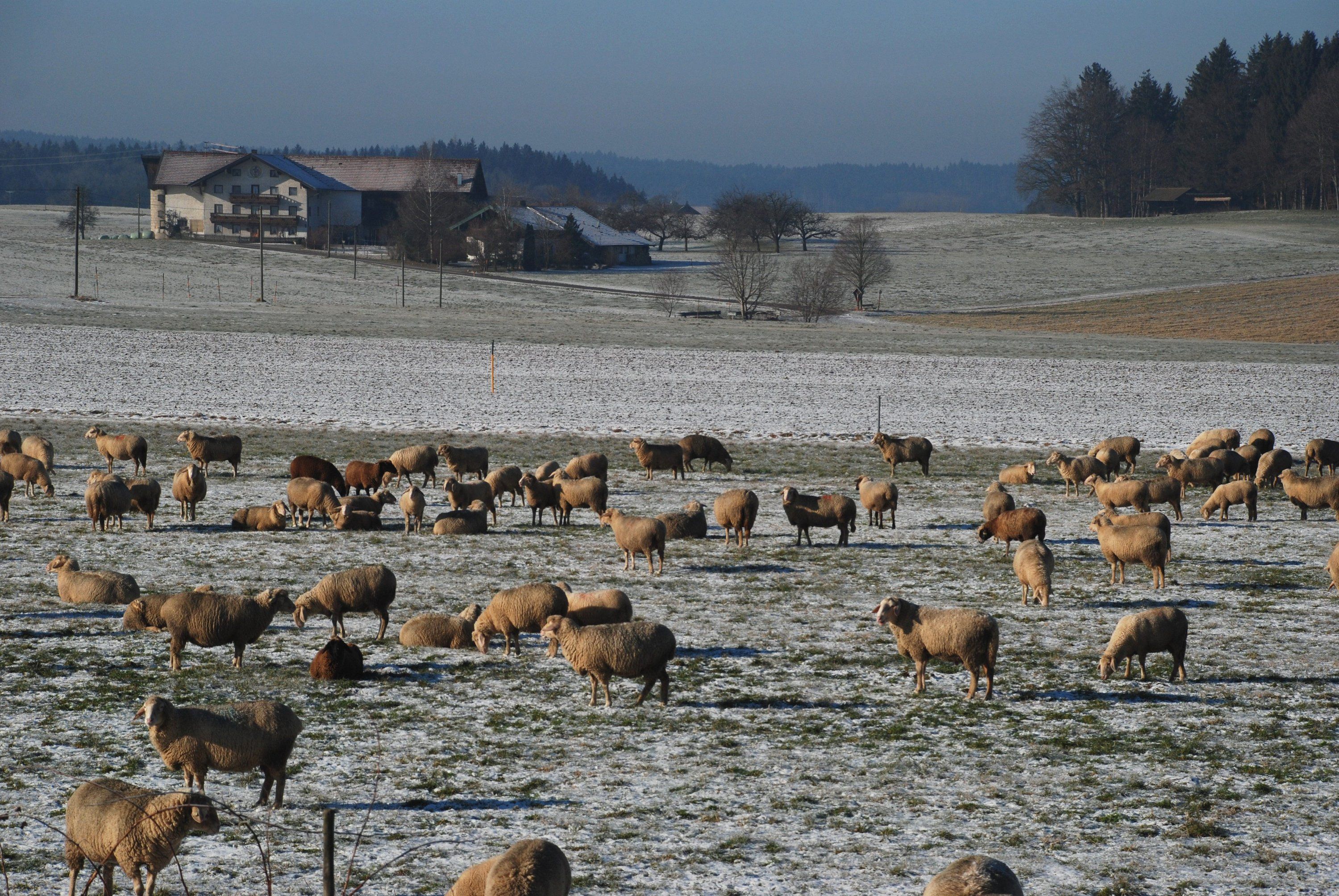 Foto: Christian Rutkowski - Schafherde Schafherde im Winter