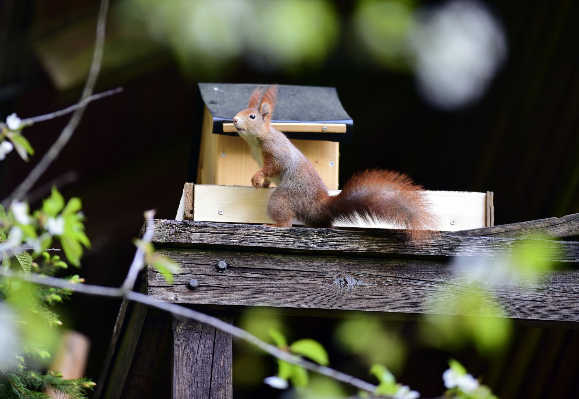 Eichhörnchen an Futterhaus