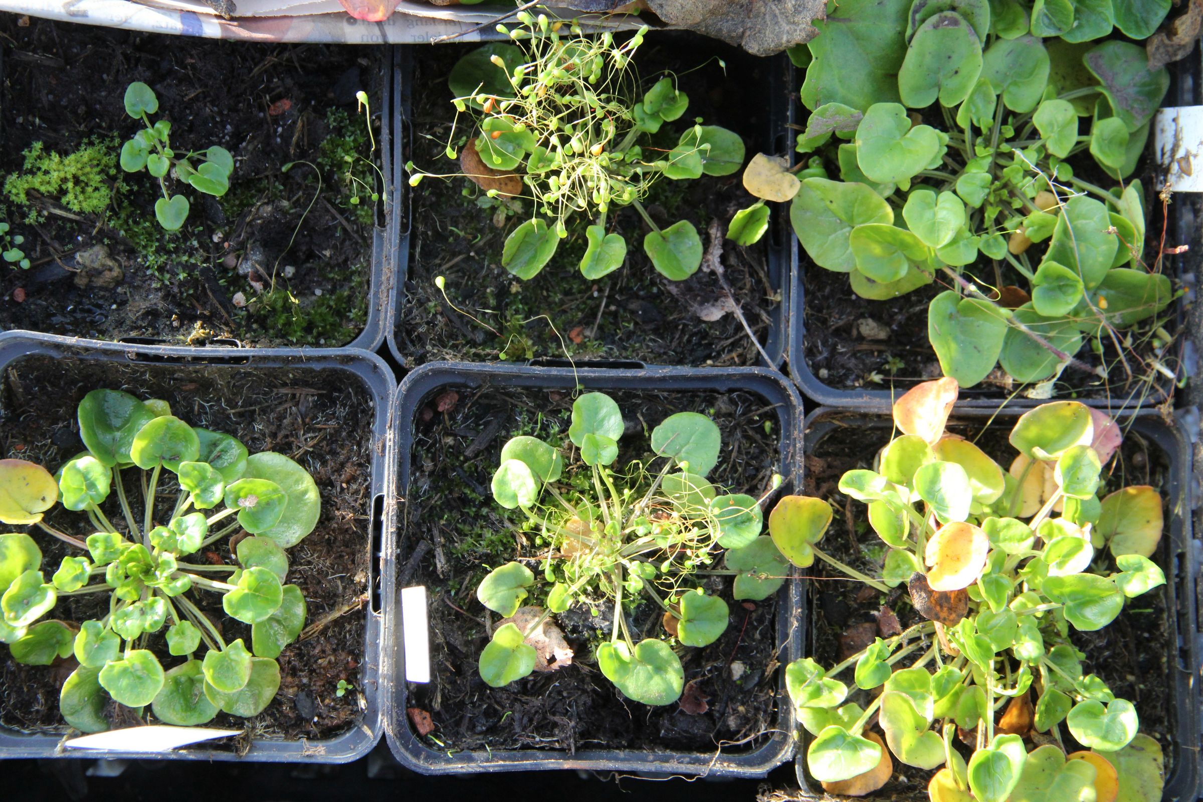 Löffelkraut Jungpflanzen