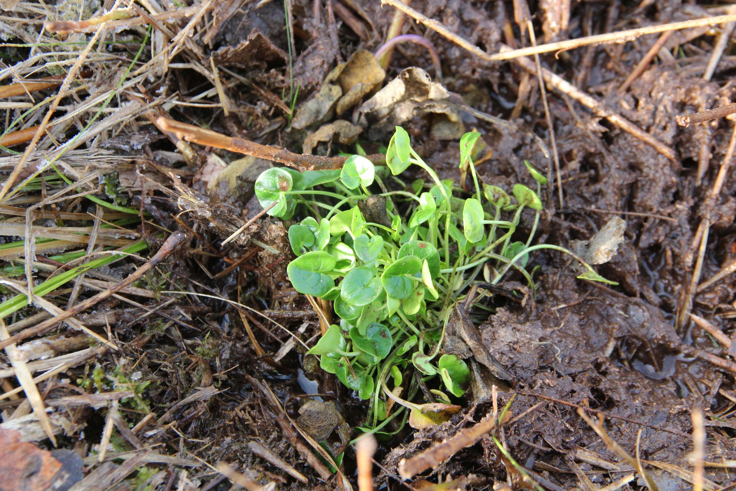 Löffekraut frisch gepflanzt