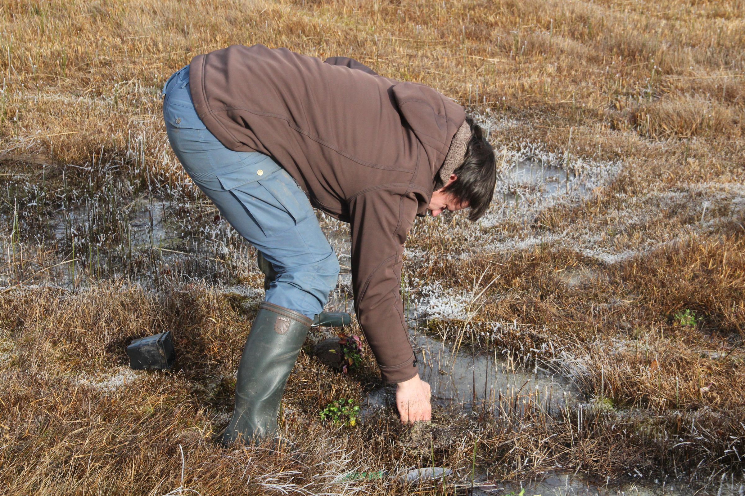 Bei der Löffelkrautpflanzung