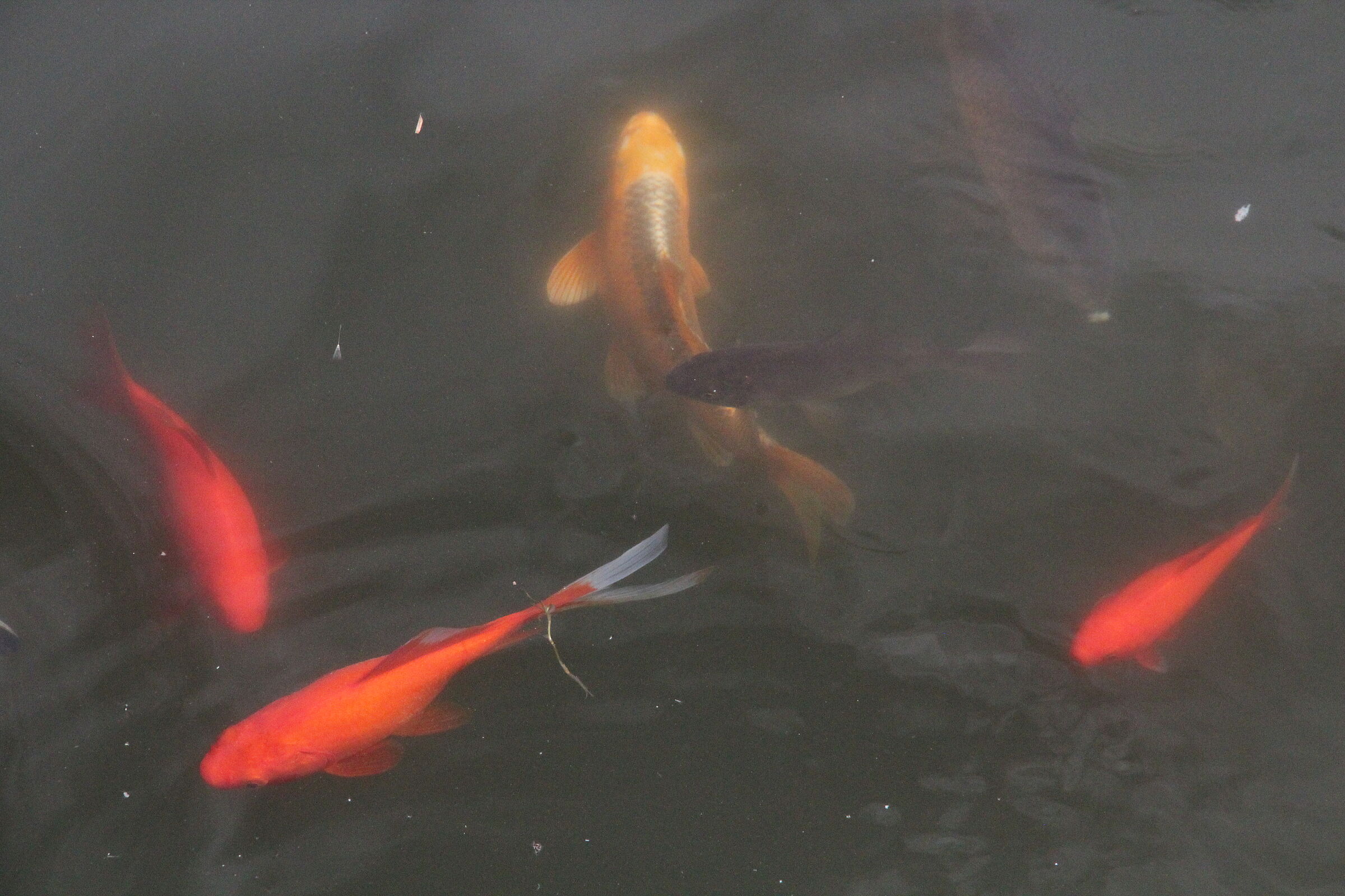 Goldfische im Rettenbacher Weiher