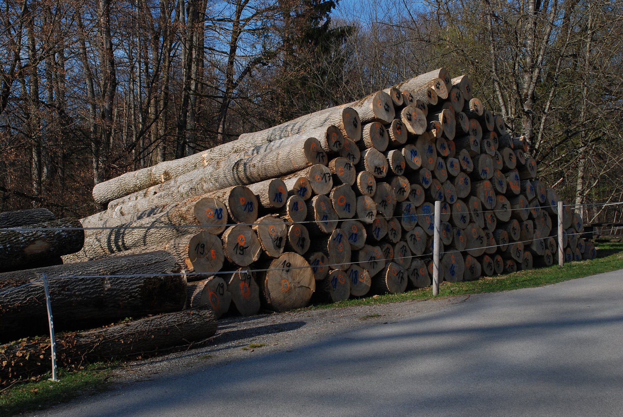 Holzstämme am Waldrand