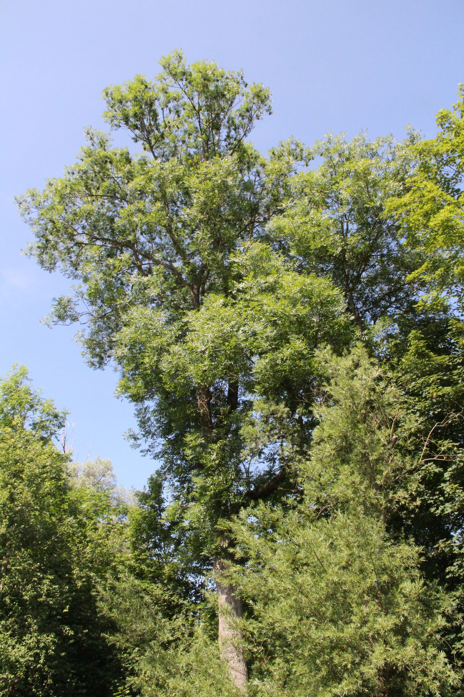 Zukunftsesche
