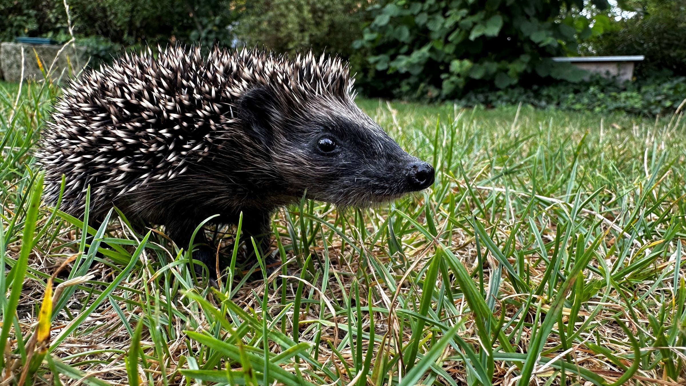 Igelkind im Garten