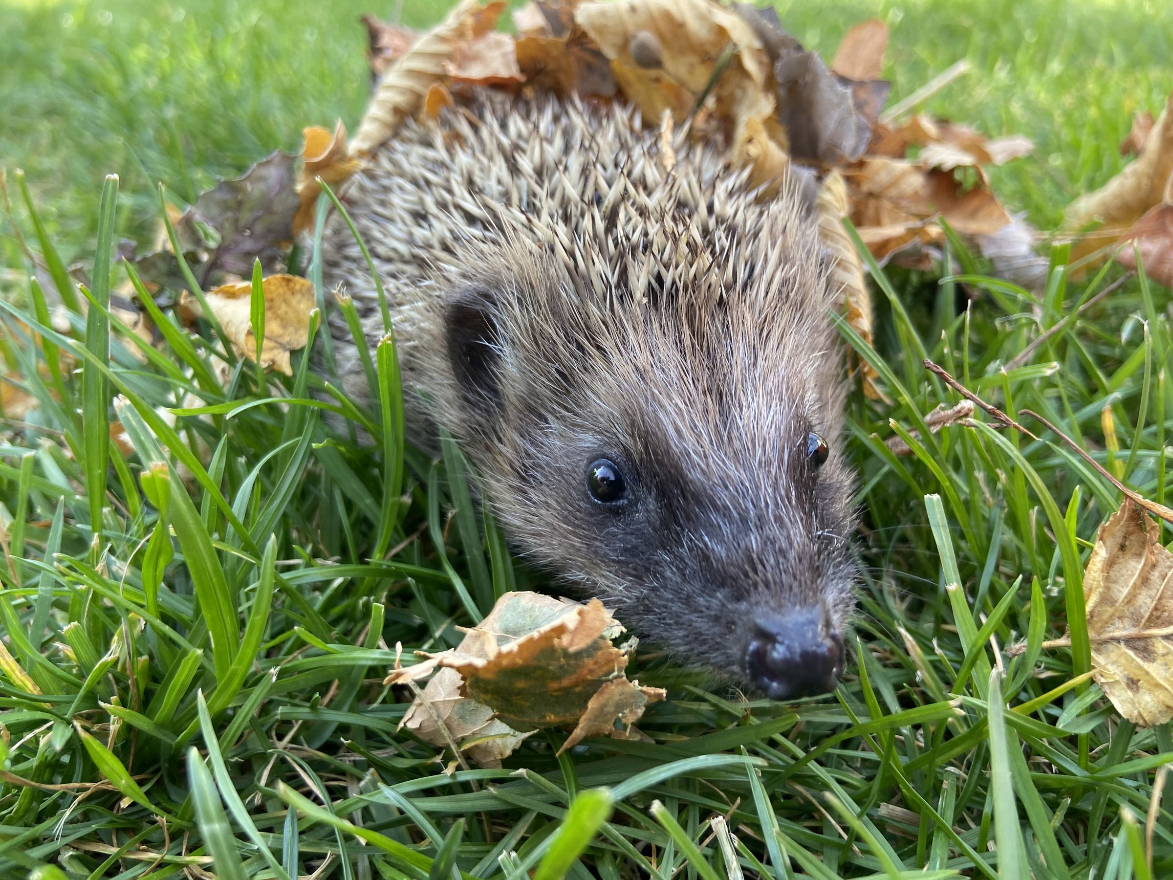 Ein junger Igel im Garten