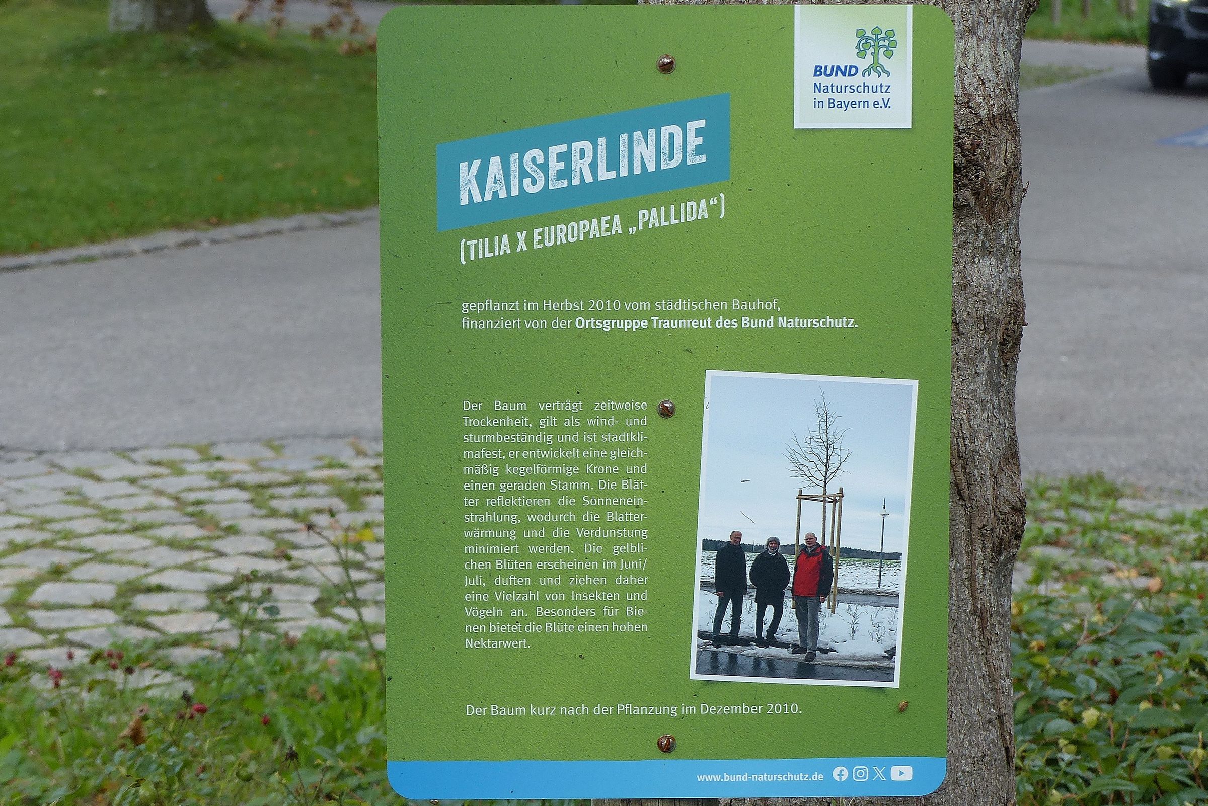 Infotafel zur Kaiserlinde in Traunreut