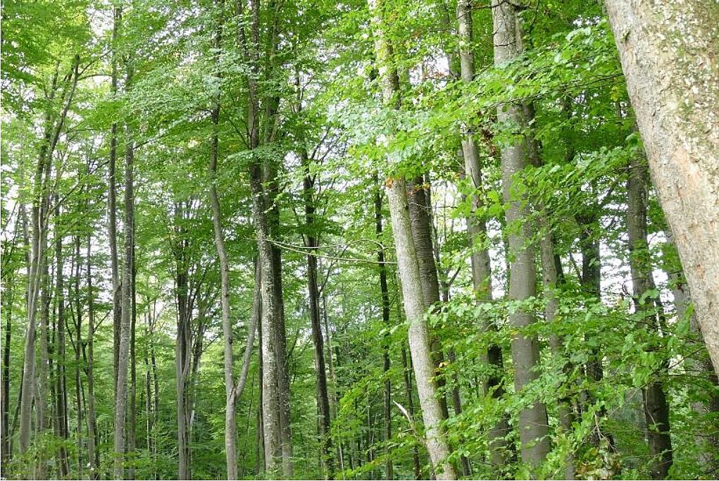 Foto: BN KG Traunstein - Wald in Wonneberg Blick in den Buchenwald