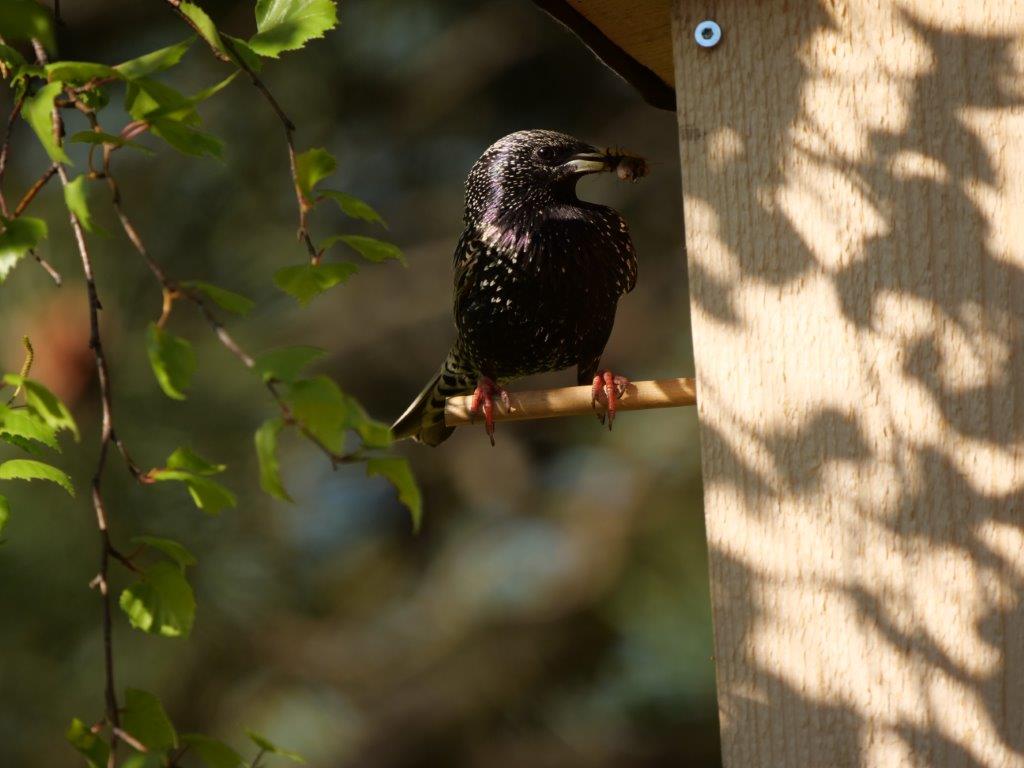 Star am Vogelhaus