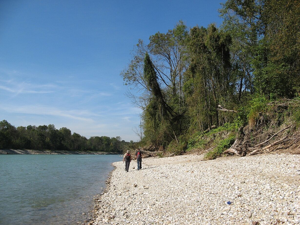 renaturierte Salzach