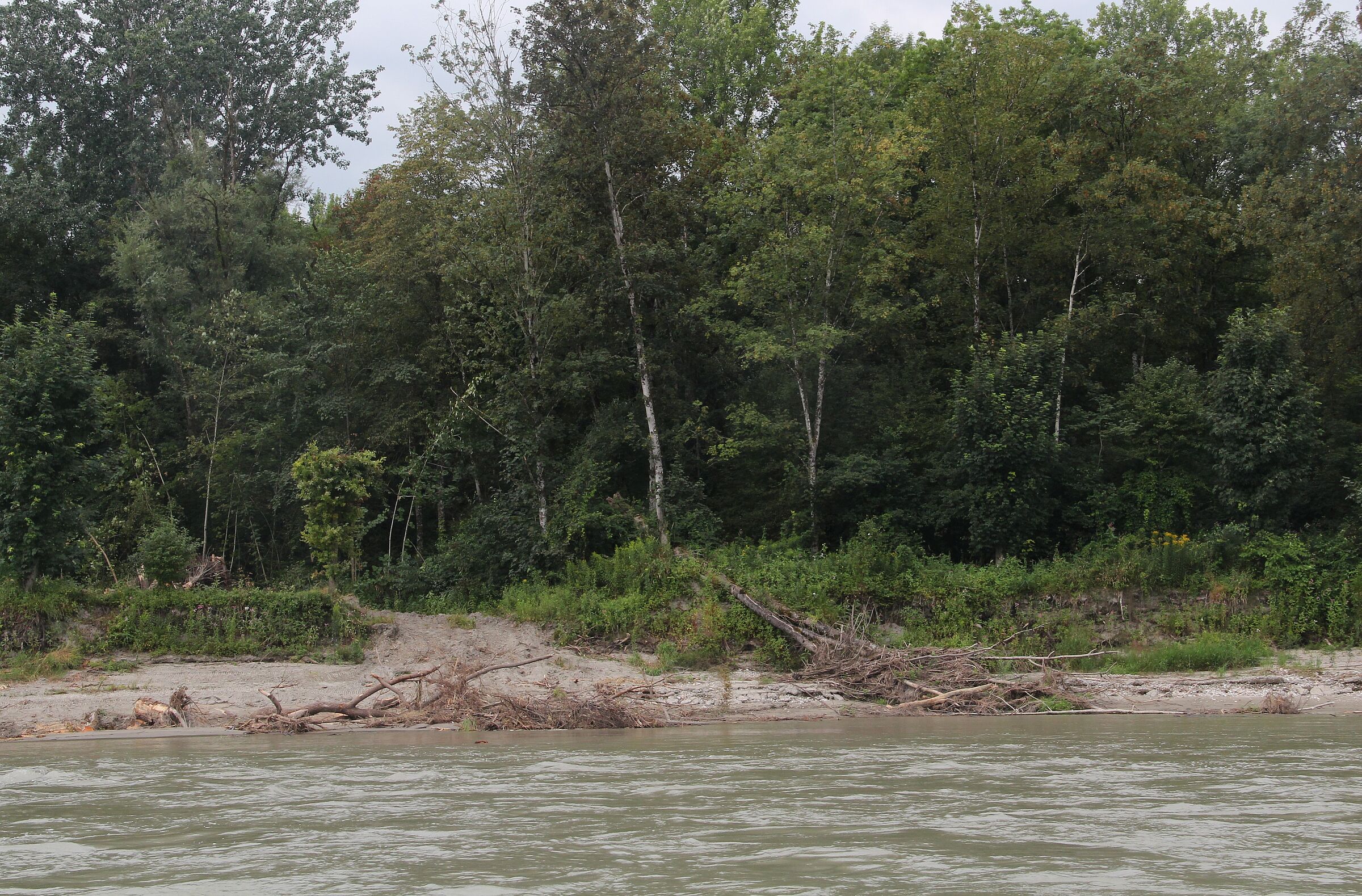 Freie Ufer an der Salzach