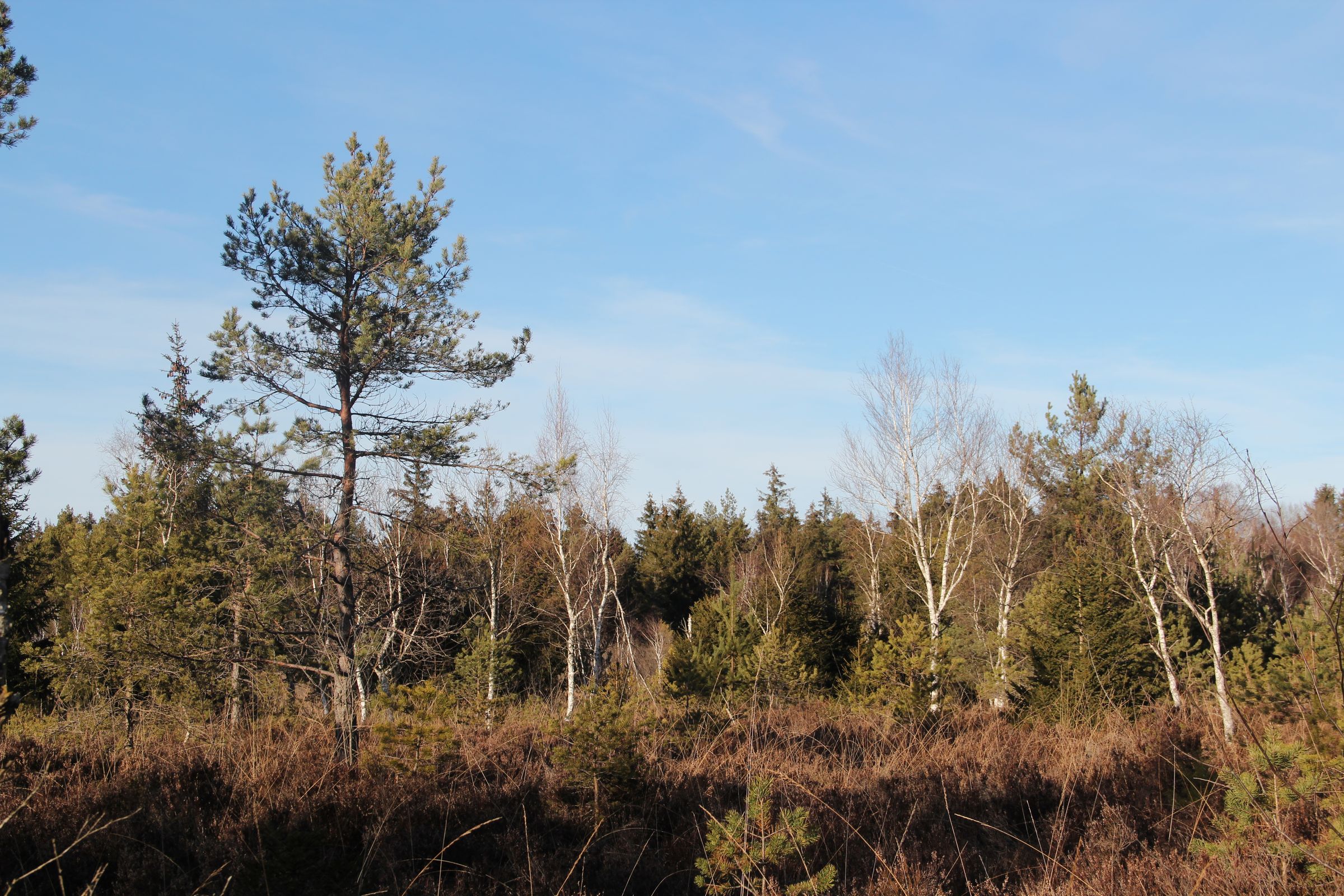 Moorlandschaft im Herbst