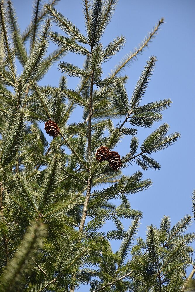 Die Douglasie – eine Baumart für die Zukunft? - BUND Naturschutz in ...
