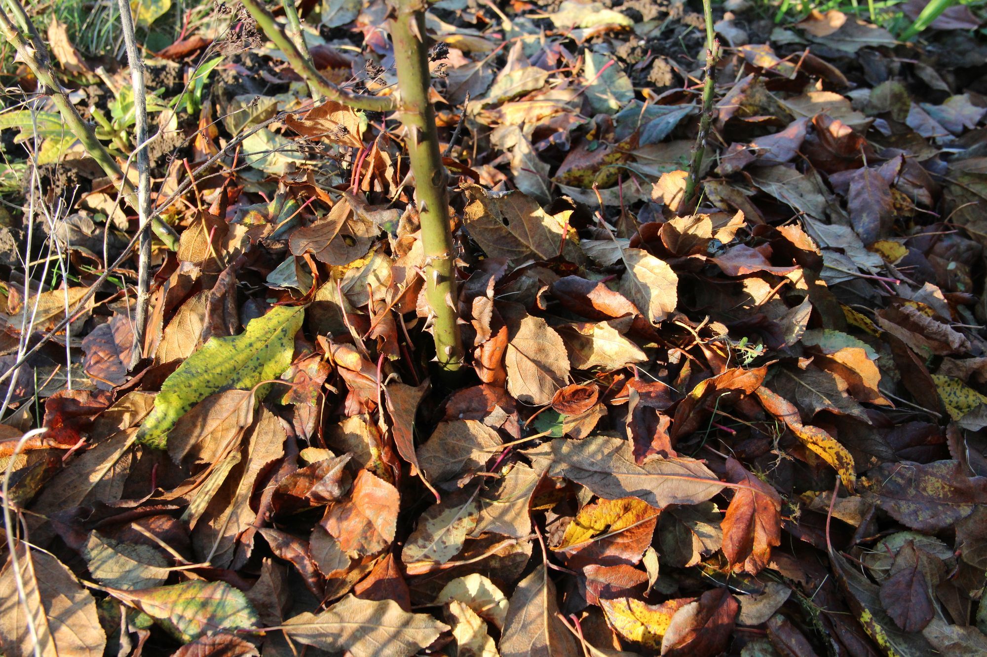 Rosenabdeckung aus Laub