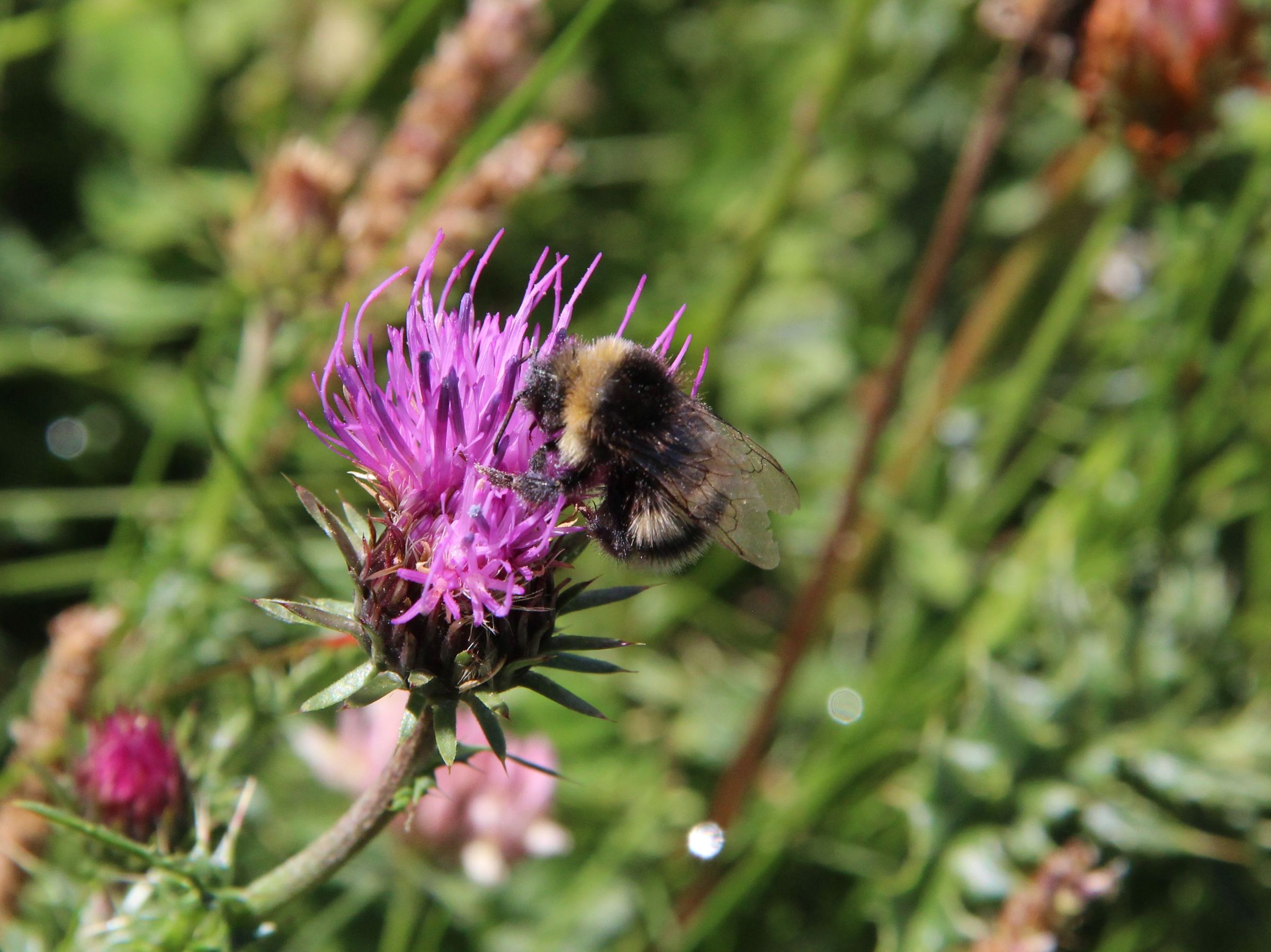 Hummeln BUND Naturschutz in Bayern e.V.