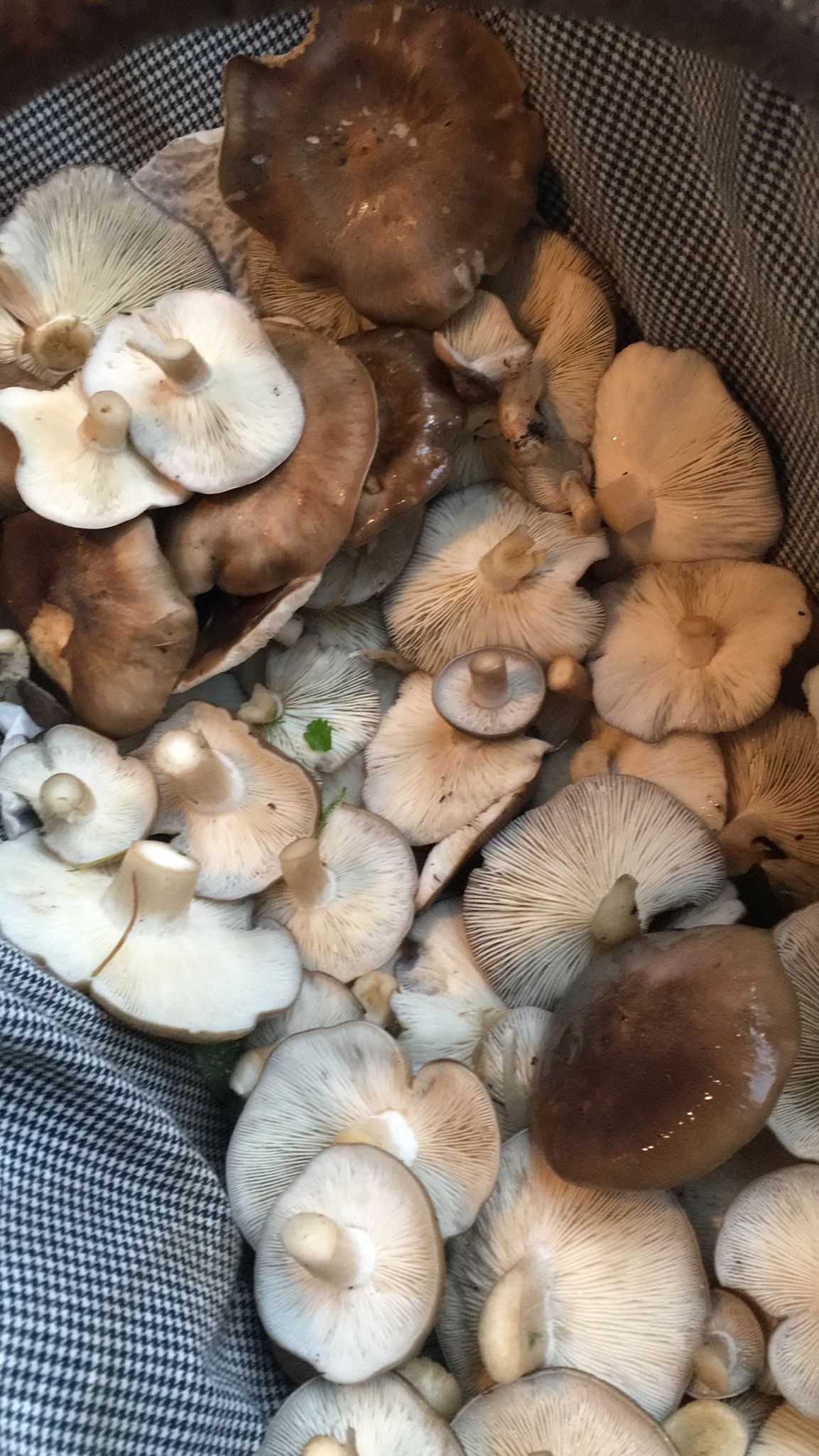 Pilzberatung beim Baderbräu