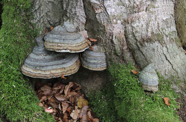 BUND Naturschutz Traunstein - Totholz ist voller Leben