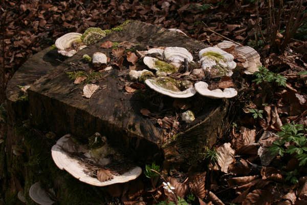 BUND Naturschutz Traunstein - Totholz ist voller Leben